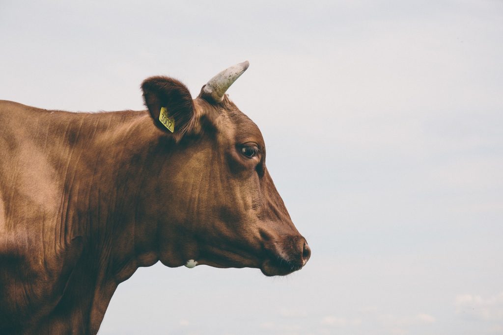 Proibição da exportação marítima de gado na Nova Zelândia tem de ser exemplo para o Brasil