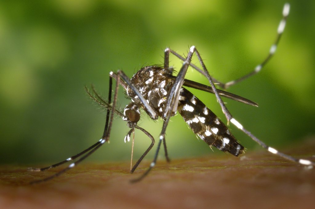 Casos suspeitos de dengue aumentam mais de cinco vezes nas emergências da Unimed-Rio / Foto: Pixabay/Pexels