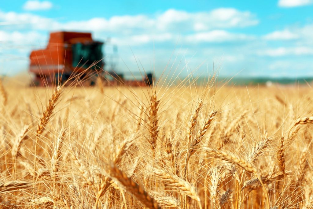 Seguro Rural é ferramenta fundamental no caminho do Brasil para a autossuficiência no cultivo de trigo